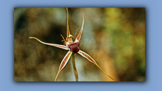 1993_WA_D05-17-17_Spinnen-Orchidee (Caladenia).jpg